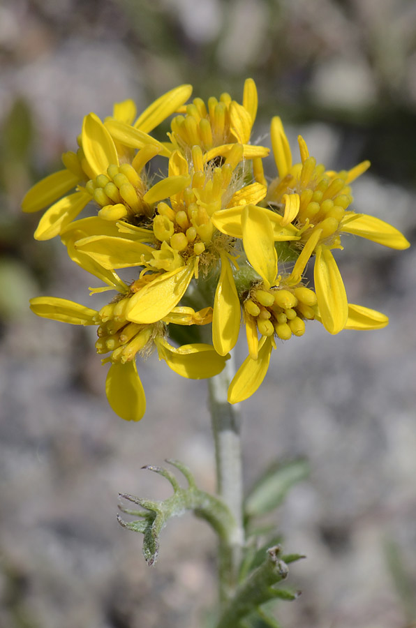 Jacobaea carniolica (= Senecio incanus subsp. carniolicus) /Senecione de